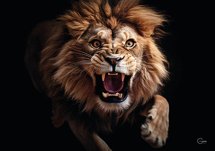König der Wildnis: Der Brüllender Löwe - Hochwertiger Druck auf Leinwand oder Acrylglas
