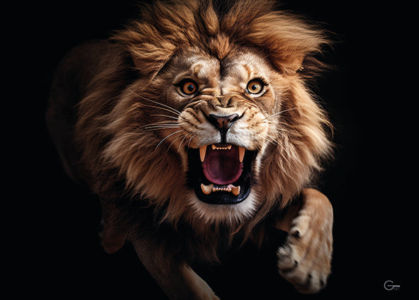 König der Wildnis: Der Brüllender Löwe - Hochwertiger Druck auf Leinwand oder Acrylglas