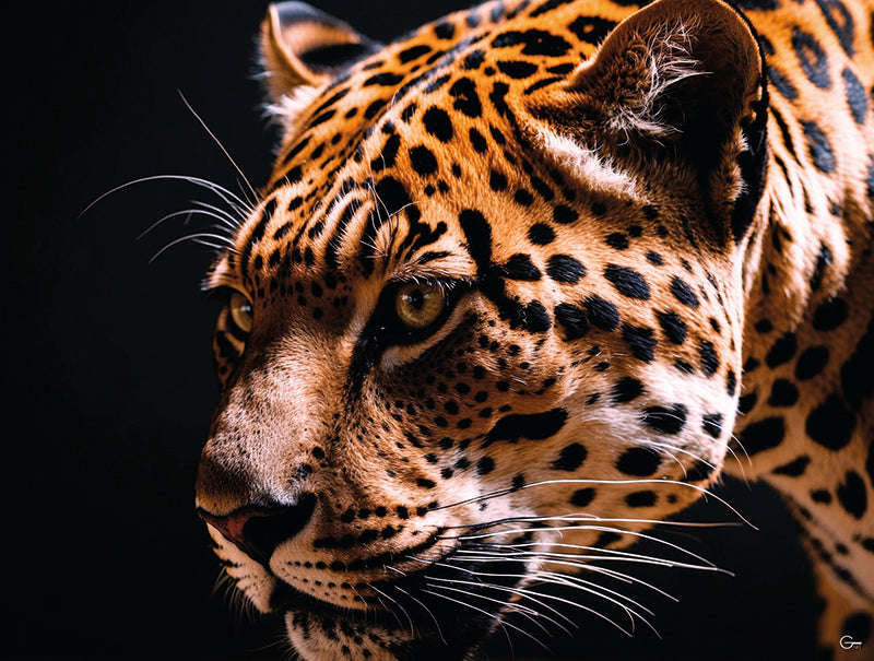 Jaguar Eleganz - Hochwertiger Druck auf Leinwand oder Acrylglas