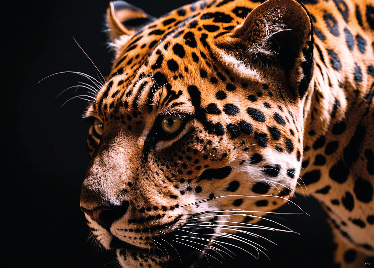 Jaguar Eleganz - Hochwertiger Druck auf Leinwand oder Acrylglas