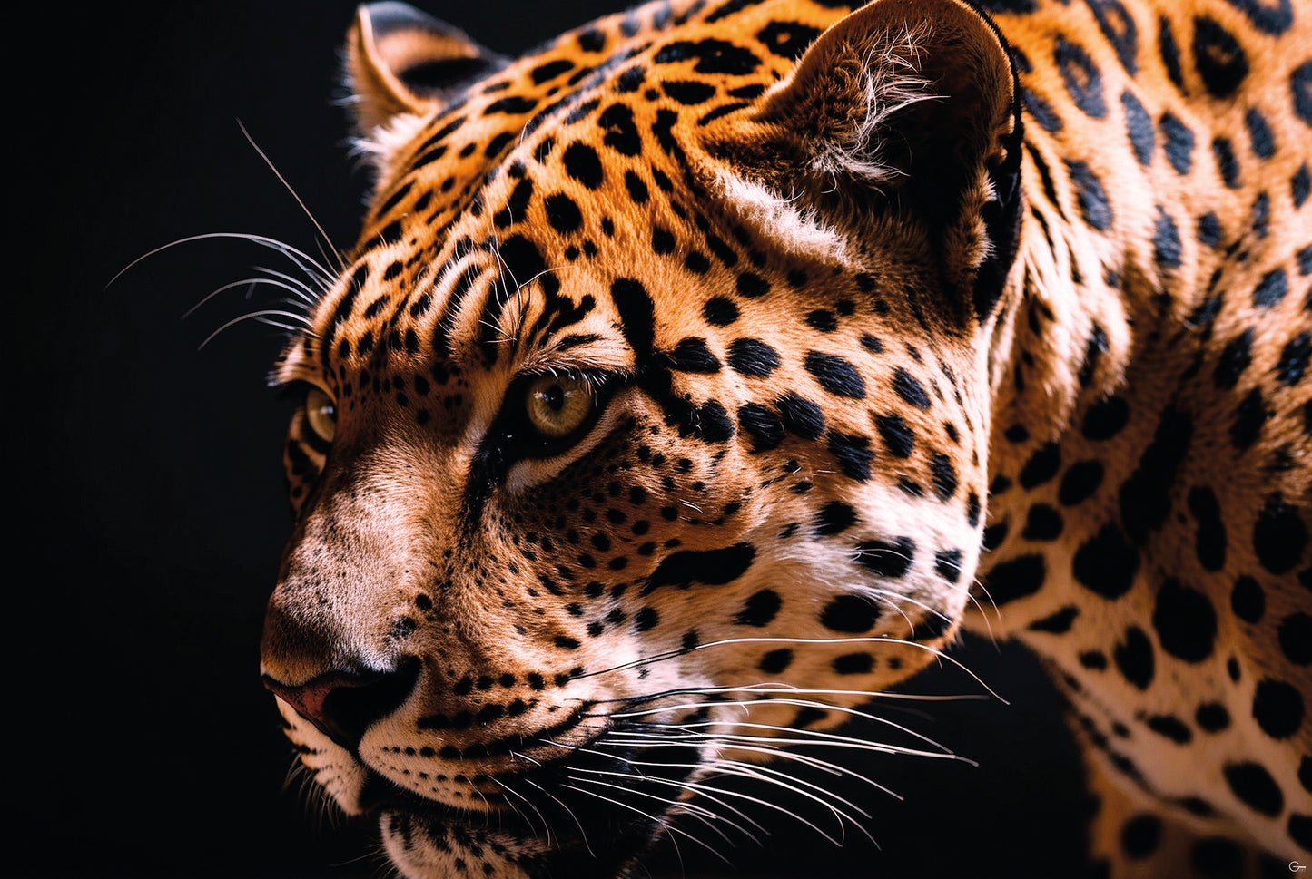 Jaguar Eleganz - Hochwertiger Druck auf Leinwand oder Acrylglas