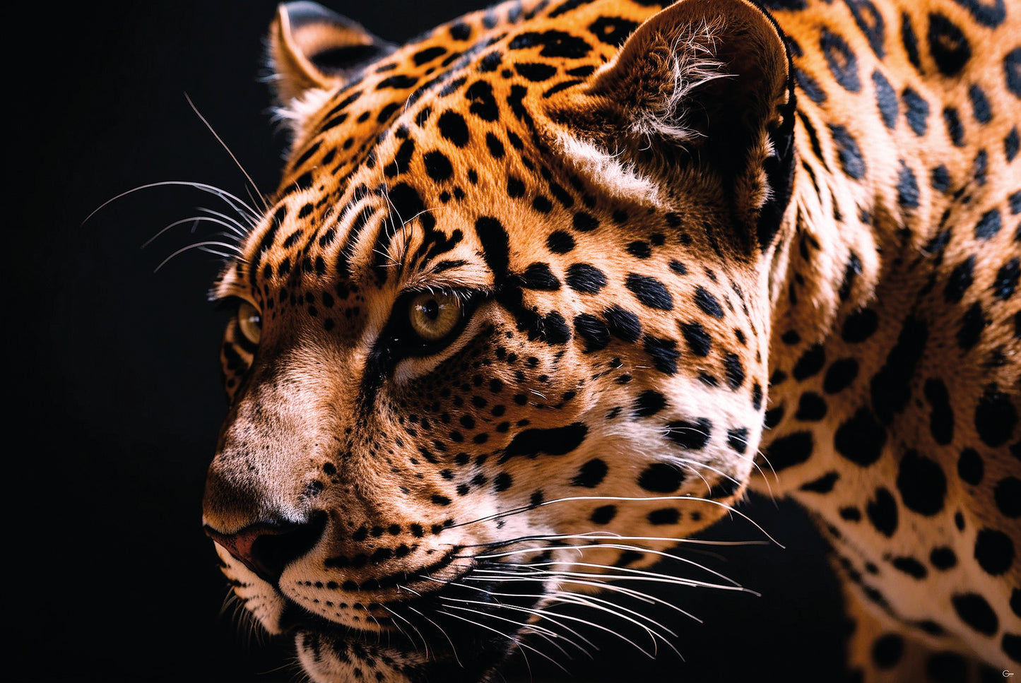 Jaguar Eleganz - Hochwertiger Druck auf Leinwand oder Acrylglas